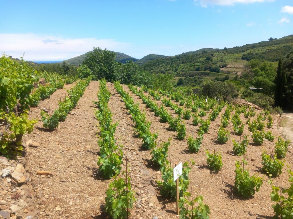 Jeunes ceps plantés en rangs sur un sol de schiste, collines et Méditerranée à l'horizon